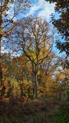 Les magnifiques chênes tortueux de la forêt de Rambouillet à l'automne