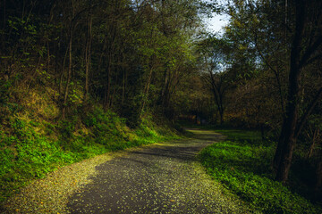 Fototapeta premium Forest Path Covered with Fallen Leaves in Natural Light