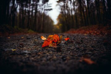 Close-up of Dry Autumn Leaf on Wet Asphalt Surface