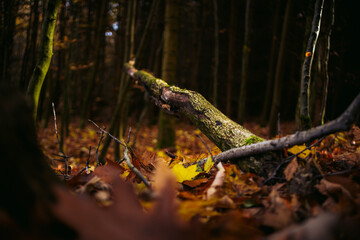 Obraz premium Tree Stump in Forest Clearing Surrounded by Moss and Fallen Branches
