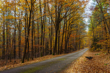 Forest Path Covered with Fallen Leaves in Natural Light