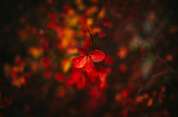 Close-up of Colorful Autumn Leaves with Shallow Depth of Field