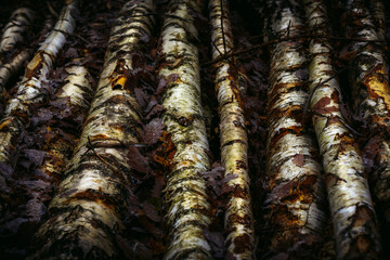 Close-up of Fallen Birch Logs with Autumn Leaves