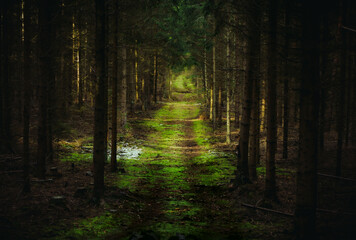 Fototapeta premium Forest Path Covered with Fallen Leaves in Natural Light