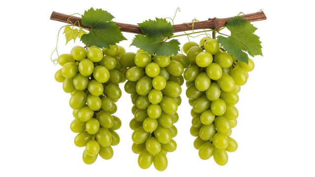 Isolated grapes on the branch with leaves, sweet healthy fruit, fresh green dessert, vegan