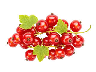 Isolated sprig of fresh redcurrants with leaves, translucent juicy red berries, studio shot