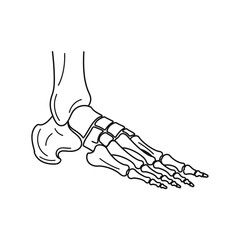 Clear Human Foot Skeleton Line Art Black and White Medical Diagram Podiatry