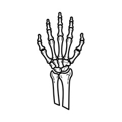 Clean Human Skeleton Hand Line Art Black White Illustration Anatomy Educational Graphic Diagram