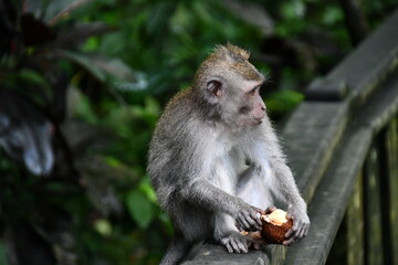 インドネシアバリ島 ウブドのモンキーフォレスト