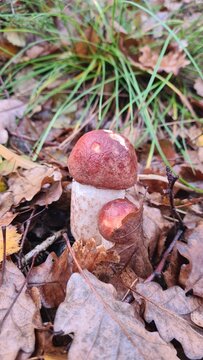 Une jolie paire de b&eacute;b&eacute;s bolets orang&eacute;s poussant dans une for&ecirc;t de bouleau &agrave; l'automne (for&ecirc;t de Rambouillet)