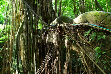 インドネシアバリ島 ウブドのモンキーフォレスト