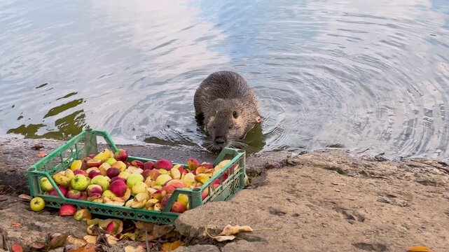 A large white nutria and a gray duck eat apples on the shore of a pond