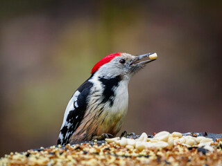 Close-up portrait of middle spotted woodpecker (Dendrocoptes medius) feeding in forest. Male middle spotted woodpecker sits on the edge of stump near a bird feeder, holding peanut in its beak.