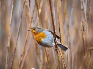 European Robin Erithacus Rubecula with bright chest turns its head left. Robin bird grips reed stem with pale beige reeds on background. Cloudy daylight softly lights the robin bird with bright chest