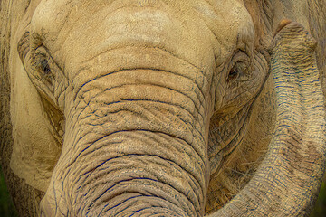 African Bush Elephant Extreme Close-up of Wrinkled Skin and Eye, Dry Dusty Texture