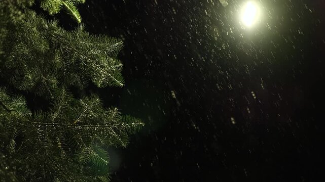 Snowfall on Pine Tree at Night in a Tranquil Winter Wonderland. Winter scenery with snow falling on fir tree branch. Holiday Background. Snowing 