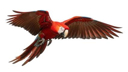 Scarlet macaw flying PNG isolated on transparent background, colorful tropical parrot with red plumage and outstretched wings, exotic bird for design