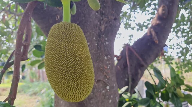 Closeup video of young jack fruite growing on a tree during tropical climates