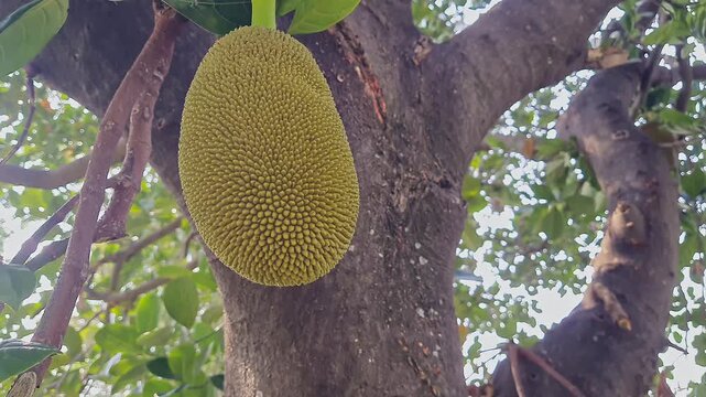 Closeup video of young jack fruite growing on a tree during tropical climates