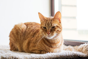 Tranquil ginger cat lounging on windowsill illuminated by gentle sunlight and peaceful atmosphere