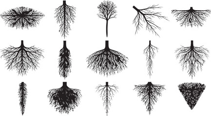 Collection of detailed botanical root system illustrations in a vintage engraving style