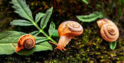 close-up of three freshly hatched Achatina fulica snail resting on green leaf and lush mossy background in forest , early developmental stage of gastropods in natural micro-ecosystem