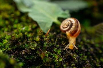 close-up of a freshly hatched Achatina fulica snail crawling on wet moss in forest , natural micro ecosystem, zoology copy space