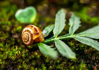 Detailed close-up of freshly hatched Achatina fulica snail resting on a green leaf against lush mossy background. Tiny terrestrial snail in its early developmental stage in a natural micro-ecosystem