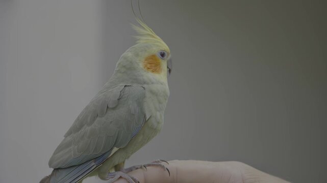 Gentle parrot resting on a hand, eyes closed
