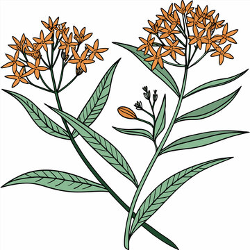 butterfly weed vector