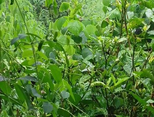 Greenery nature close-up scenery capture of beautiful environment, grass, hibiscus flower, butterfly pea or asian pigeonwings blue flower or other plants stem and bush in village area in a rainy day.