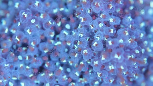 Colony of bryozoans under a microscope. Sometimes they are called Ectoprocta. Sea of Okhotsk. Under ultraviolet light.