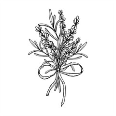Monochrome Lavender or rosemary flowers bouquet tied ribbon vector isolated illustration. Aromatic blooming herbs line art black ink sketch. For wedding invitations, spa and wellness herbal product © Masha_tolk_art