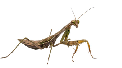 Isolated Brown Mantis Insect on a Seamless Backdrop, Side Angle View, Close Up Shot, Insect Zoology
