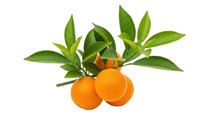 Isolated mandarin orange branch with leaves, vibrant and fresh, citrus fruit still life