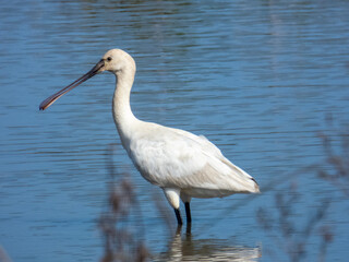 Black-faced Spoonbill Standing in Wetland Water