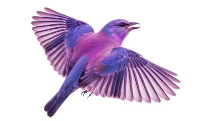 Vibrant blue and magenta bird in flight with wings spread against