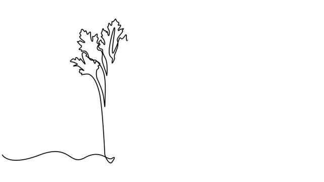 Animated self drawing of continuous line draw of bunch healthy organic raw green celery for harvesting logo identity, Full length one line animation, marshland plant Fresh concept for vegetable icon. 