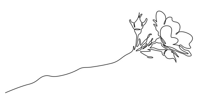 Delicate wild rose branch engraving animation continuous one line drawing, Engraved decorative illustration of delicate wild rose branch in vintage style for botanical design, self drawing line footag