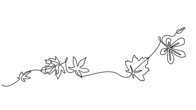 Continuous one line drawing on the theme of autumn featuring fall leaves pumpkins and seasonal symbols with alpha channel transparency, Animation of one line drawing maple leaf. Tropical leave minimal