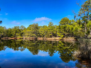 Reflection of trees in water