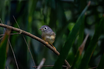 White-browed Scimitar Babbler Perched in Dense Forest Vegetation