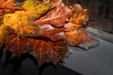 Autumn red and green maple leaves