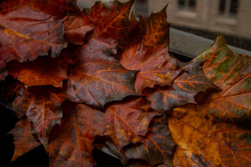 Autumn red and green maple leaves