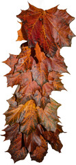 Autumn red and green maple leaves, png