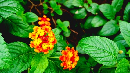 Vivid Red and Orange Lantana Camara Inflorescence Against Wrinkled Green Foliage