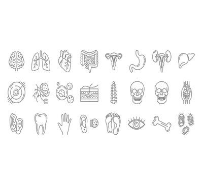 vx (21).Human anatomy illustration set