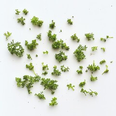 A cluster of small, green, moss-like plants with thin roots scattered around them, isolated on a white background.
