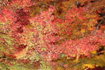 Autumn leaves in Japan (Eikando Temple)