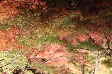 Autumn leaves in Japan (Eikando Temple)